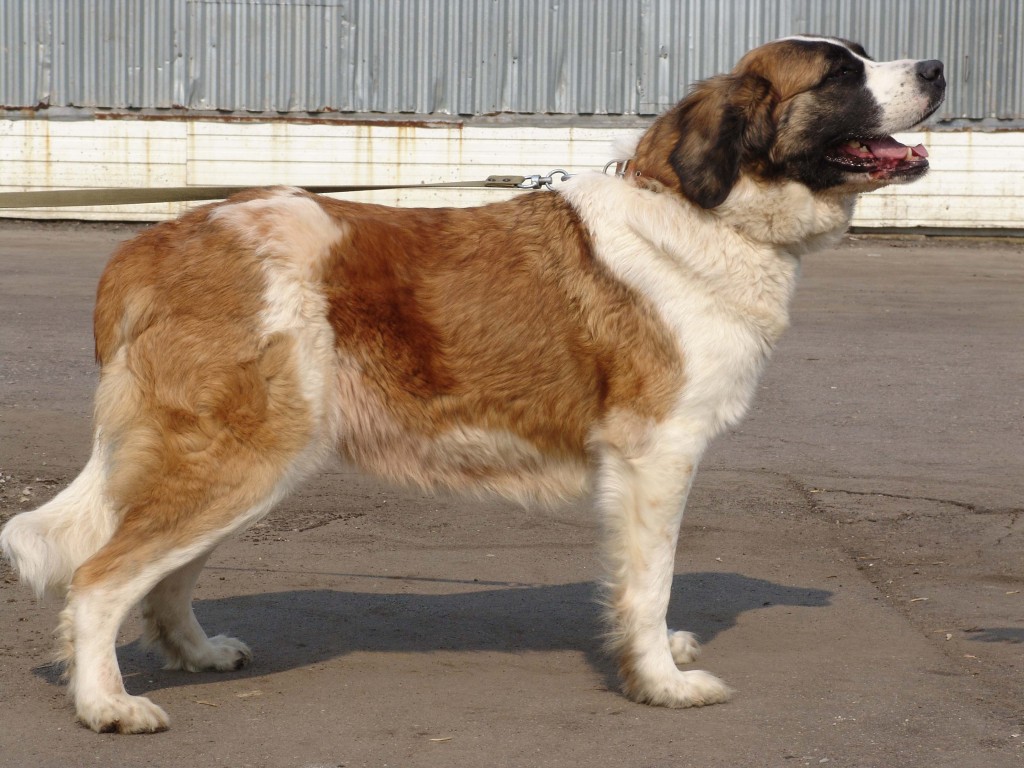 moskevak