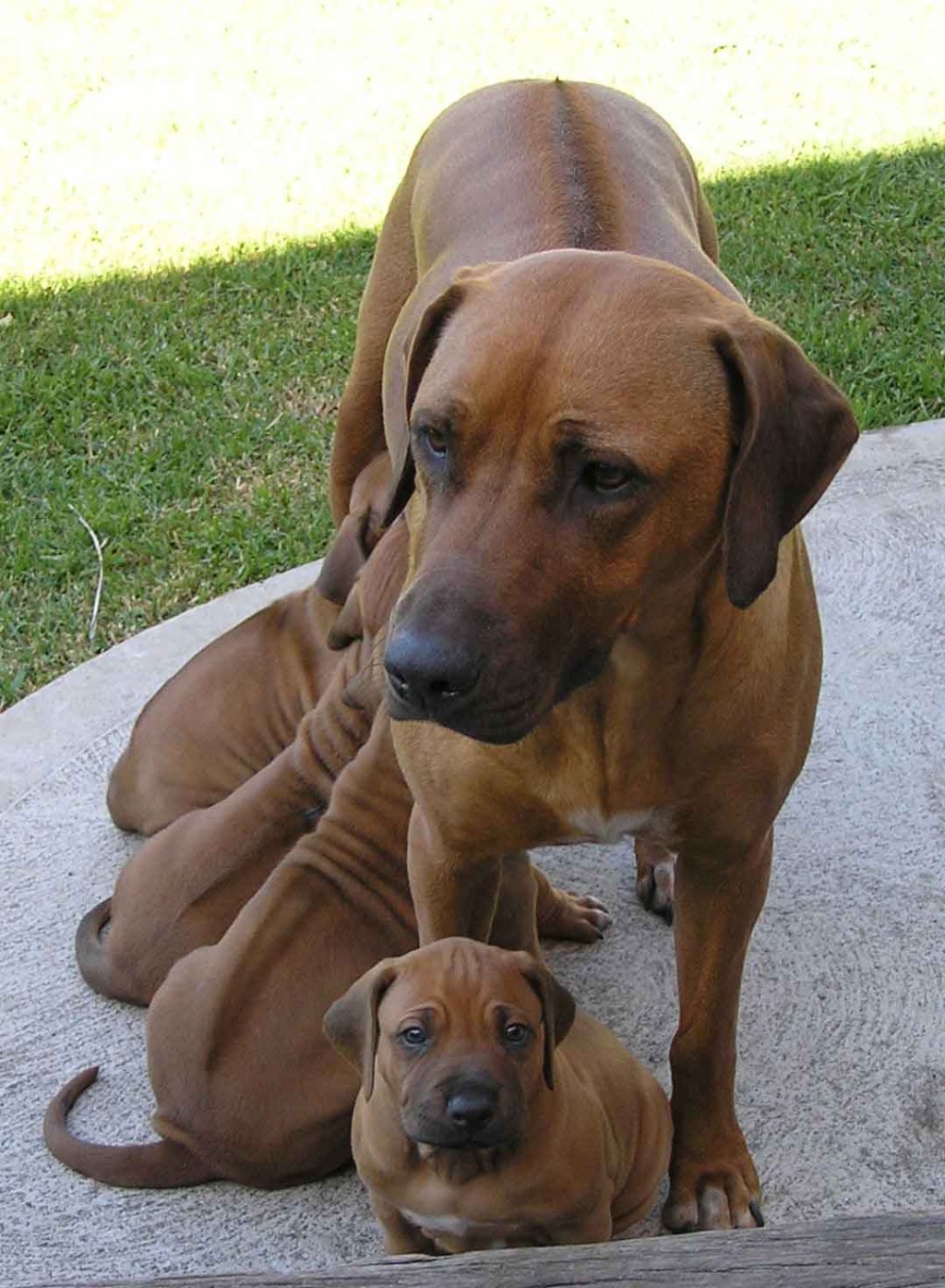 rhodesian_ridgeback_a_pups_